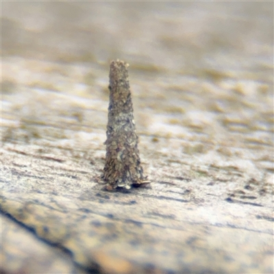 Psychidae (family) IMMATURE (Unidentified case moth or bagworm) at Braddon, ACT - 28 Sep 2024 by Hejor1