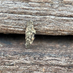 Cebysa leucotelus (Australian Bagmoth) at Braddon, ACT - 28 Sep 2024 by Hejor1