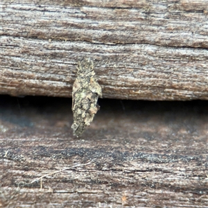 Cebysa leucotelus at Braddon, ACT - 28 Sep 2024 11:15 AM