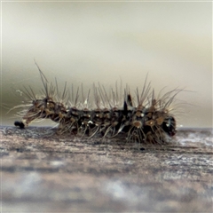 Lithosiini (IMMATURE) (A Footman or Lichen moth (Lithosiini)) at Braddon, ACT - 28 Sep 2024 by Hejor1