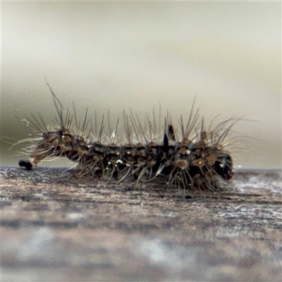 Lithosiini (IMMATURE) (A Footman or Lichen moth (Lithosiini)) at Braddon, ACT - 28 Sep 2024 by Hejor1