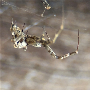 Philoponella congregabilis at Braddon, ACT - 28 Sep 2024 11:14 AM