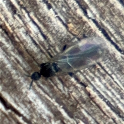 Scatopsidae (family) (Dung midge) at Braddon, ACT - 28 Sep 2024 by Hejor1