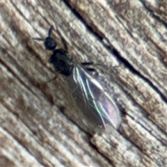 Scatopsidae (family) at Braddon, ACT - 28 Sep 2024