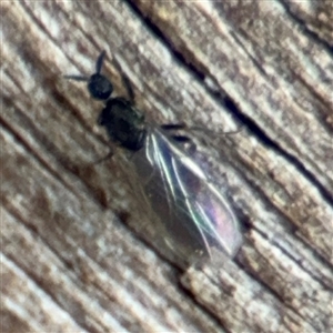 Scatopsidae (family) at Braddon, ACT - 28 Sep 2024 11:13 AM