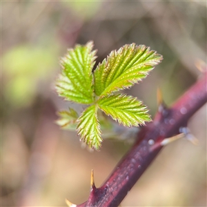 Rubus anglocandicans at Russell, ACT - 26 Sep 2024