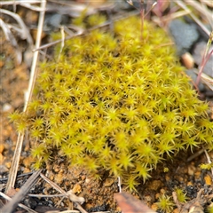 Syntrichia sp. (genus) at Russell, ACT - 26 Sep 2024 by Hejor1