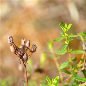 Hypericum perforatum at Russell, ACT - 26 Sep 2024