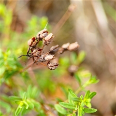 Hypericum perforatum at Russell, ACT - 26 Sep 2024 01:50 PM