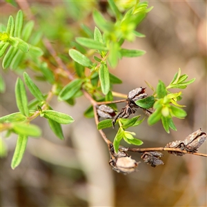 Hypericum perforatum at Russell, ACT - 26 Sep 2024 01:50 PM