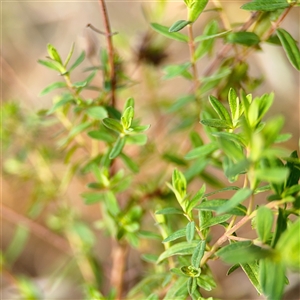 Hypericum perforatum at Russell, ACT - 26 Sep 2024