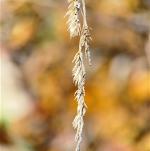 Dactylis glomerata at Barton, ACT - 26 Sep 2024