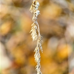 Dactylis glomerata at Barton, ACT - 26 Sep 2024