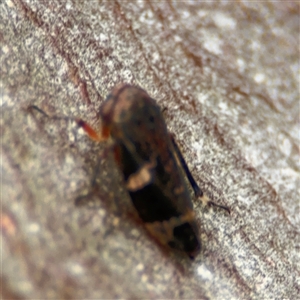 Eurymeloides punctata at Russell, ACT - 26 Sep 2024