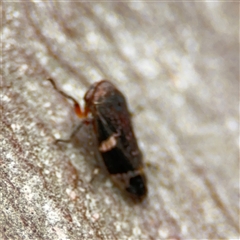 Eurymeloides punctata at Russell, ACT - 26 Sep 2024