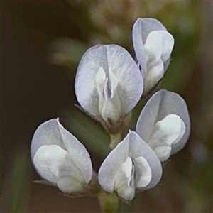 Vicia hirsuta at Russell, ACT - 26 Sep 2024