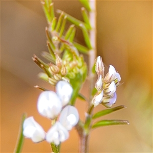 Vicia hirsuta at Russell, ACT - 26 Sep 2024 01:34 PM