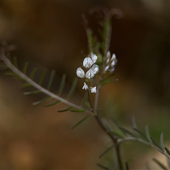 Vicia hirsuta at Russell, ACT - 26 Sep 2024 01:34 PM