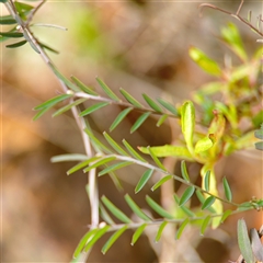 Vicia hirsuta at Russell, ACT - 26 Sep 2024