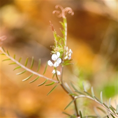 Vicia hirsuta at Russell, ACT - 26 Sep 2024