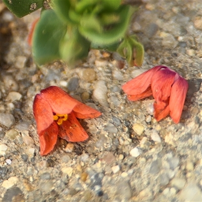 Lysimachia arvensis (Scarlet Pimpernel) at Russell, ACT - 26 Sep 2024 by Hejor1