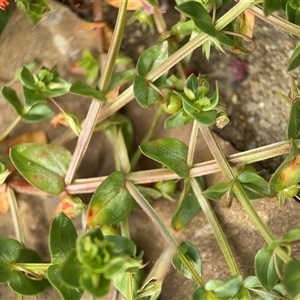 Lysimachia arvensis at Russell, ACT - 26 Sep 2024