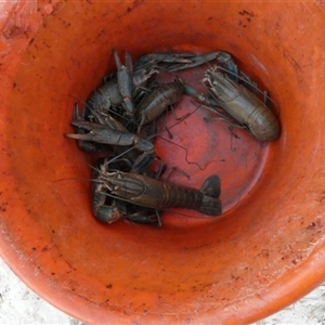 Unidentified Freshwater Crayfish at Toko, QLD by Paul4K