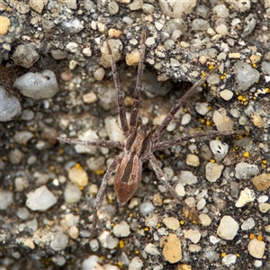 Argoctenus sp. (genus) at Parkes, ACT - 26 Sep 2024