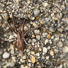 Argoctenus sp. (genus) at Parkes, ACT - 26 Sep 2024