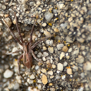 Argoctenus sp. (genus) at Parkes, ACT - 26 Sep 2024 01:29 PM