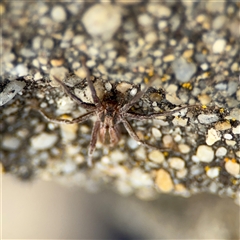 Argoctenus sp. (genus) at Parkes, ACT - 26 Sep 2024