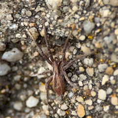 Argoctenus sp. (genus) at Parkes, ACT - 26 Sep 2024 01:29 PM