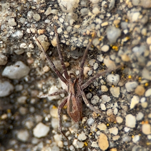 Argoctenus sp. (genus) at Parkes, ACT - 26 Sep 2024