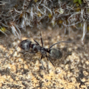 Iridomyrmex sp. (genus) at Parkes, ACT - 26 Sep 2024 01:29 PM