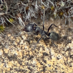 Iridomyrmex sp. (genus) at Parkes, ACT - 26 Sep 2024 01:29 PM