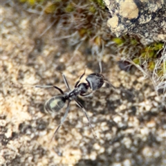 Iridomyrmex sp. (genus) at Parkes, ACT - 26 Sep 2024 01:29 PM