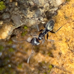 Iridomyrmex sp. (genus) at Parkes, ACT - 26 Sep 2024