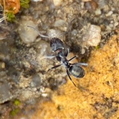 Iridomyrmex sp. (genus) at Parkes, ACT - 26 Sep 2024