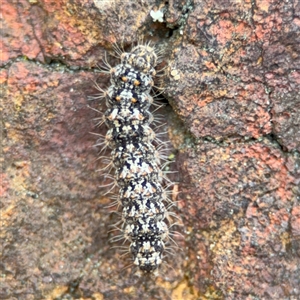 Halone (genus) at Russell, ACT - 26 Sep 2024 01:23 PM