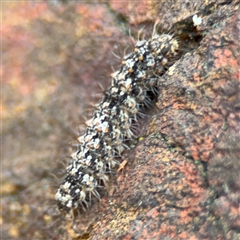 Halone (genus) at Russell, ACT - 26 Sep 2024 01:23 PM