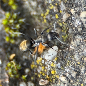 Camponotus aeneopilosus at Russell, ACT - 26 Sep 2024