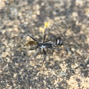 Camponotus aeneopilosus at Russell, ACT - 26 Sep 2024 01:22 PM