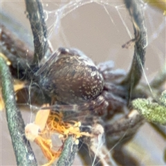 Badumna (genus) (Lattice-web spider) at Russell, ACT - 26 Sep 2024 by Hejor1