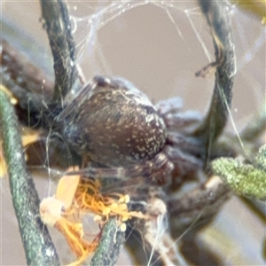 Badumna sp. (genus) at Russell, ACT - 26 Sep 2024 01:21 PM