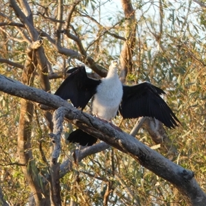 Anhinga novaehollandiae at Toko, QLD - 22 Aug 2024 07:27 AM