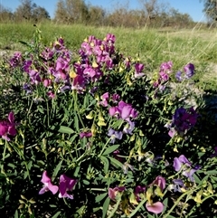 Swainsona campylantha (Pea Flower) at Toko, QLD - 22 Aug 2024 by Paul4K