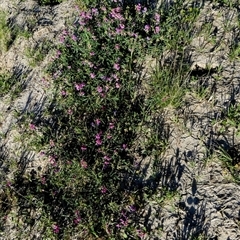 Swainsona campylantha at Toko, QLD - 22 Aug 2024 08:51 AM