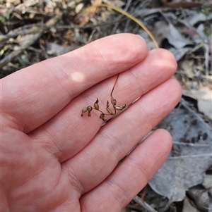 Corunastylis sp. at Jerrabomberra, NSW - 28 Sep 2024