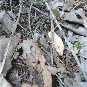 Corunastylis sp. at Jerrabomberra, NSW - 28 Sep 2024