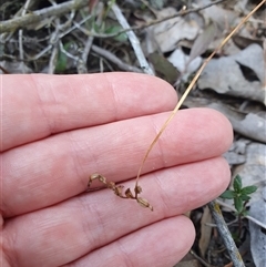 Corunastylis sp. at Jerrabomberra, NSW - 28 Sep 2024